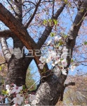 벚꽃, tree, 꽃, flower, 봄꽃, 사진,이미지,일러스트,캘리그라피 - 희야리작가 크라우드픽 - 저작권 걱정 없는 상업용 이미지