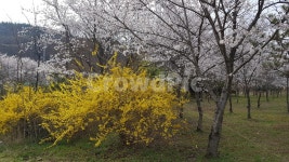 벚꽃, 나무, 봄, 풍경, 개나리, 사진,이미지,일러스트,캘리그라피 - 천시얀작가 크라우드픽 - 저작권 걱정 없는 상업용 이미지