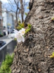 flower, 꽃잎, 꽃, tree, 나무, 사진,이미지,일러스트,캘리그라피 - 유밍1000작가 크라우드픽 - 저작권 걱정 없는 상업용 이미지