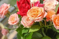 장미, 꽃, rose, flower, 장미꽃, 사진,이미지,일러스트,캘리그라피 - 이로운향기작가 크라우드픽 - 저작권 걱정 없는 상업용 이미지