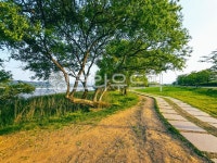 버드나무, 나무, 아름드리, road, walkway, 사진,이미지,일러스트,캘리그라피 - Ngowjd770703작가 크라우드픽 - 저작권 걱정 없는 상업용... 