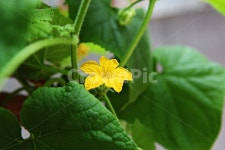 오이꽃, 꽃, 넝쿨식물, 넝쿨, 먹거리, 사진,이미지,일러스트,캘리그라피 - youngwon작가 크라우드픽 - 저작권 걱정 없는 상업용 이미지