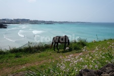 제주도, 함덕해수욕장, 말, 함덕서우봉, 델문도, 사진,이미지,일러스트,캘리그라피 - whydoubleyou작가 크라우드픽 - 저작권 걱정 없는 상업용... 