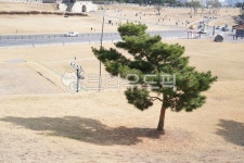 돌, 흙, soil, tree, 나무, 사진,이미지,일러스트,캘리그라피 - 백경이작가 크라우드픽 - 저작권 걱정 없는 상업용 이미지
