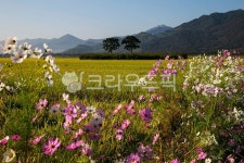 코스모스, cosmos, 꽃, flower, 꽃길, 사진,이미지,일러스트,캘리그라피 - 고운경작가 크라우드픽 - 저작권 걱정 없는 상업용 이미지