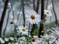 물안개노래빠 | 구절초, 구절초축제, 구절초노래꽃, 물안개, flower, 사진,이미지,일러스트,캘리그라피 - tls6715작가 크라우드픽 - 저작권 걱정 없는 상업용...