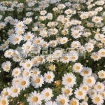 데이지, daisy, flower, 꽃, 꽃잎, 사진,이미지,일러스트,캘리그라피 - 귤밈작가 크라우드픽 - 저작권 걱정 없는 상업용 이미지