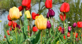 튜울립, 튤립, 한강봄꽃, 뚝섬유원지, 봄꽃, 사진,이미지,일러스트,캘리그라피 - 레드썬작가 크라우드픽 - 저작권 걱정 없는 상업용 이미지