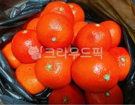 빨간귤, 홍미향, 귤, 홍귤, 홍매향, 사진,이미지,일러스트,캘리그라피 - 먹방작가 크라우드픽 - 저작권 걱정 없는 상업용 이미지