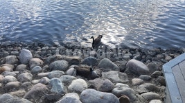 캐나다, 공원, 오리, 강가, 동물수영, 사진,이미지,일러스트,캘리그라피 - adriana작가 크라우드픽 - 저작권 걱정 없는 상업용 이미지