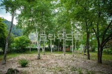 나무, 숲, 자작나무, 자연, 풍경, 사진,이미지,일러스트,캘리그라피 - 꿈꾸는아빠작가 크라우드픽 - 저작권 걱정 없는 상업용 이미지