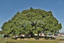 후박나무, 천연기념물, 나무, tree, 삼산리, 사진,이미지,일러스트,캘리그라피 - jangja작가 크라우드픽 - 저작권 걱정 없는 상업용 이미지