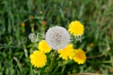 민들레, 민들레홀씨, 꽃, 꽃잎, 봄꽃, 사진,이미지,일러스트,캘리그라피 - 함께사는세상작가 크라우드픽 - 저작권 걱정 없는 상업용 이미지