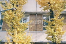 autumn, ginkgo, 은행나무, yellow, tree, 사진,이미지,일러스트,캘리그라피 - Naeunsua작가 크라우드픽 - 저작권 걱정 없는 상업용 이미지