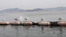 갈매기, 항구, 새, bird, seagull, 사진,이미지,일러스트,캘리그라피 - 도로씨작가 크라우드픽 - 저작권 걱정 없는 상업용 이미지