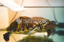 애완거북이, 거북이, 페닌슐라쿠터, 반수생동물, turtle, 사진,이미지,일러스트,캘리그라피 - 리일리작가 크라우드픽 - 저작권 걱정 없는 상업용... 