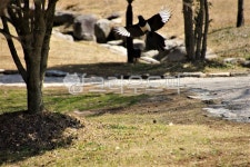 동물, 새, 까치, 잔디광장, animal, 사진,이미지,일러스트,캘리그라피 - 소중한 인연작가 크라우드픽 - 저작권 걱정 없는 상업용 이미지