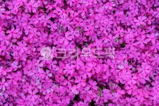 서울, 상암, 문화비축기지, 꽃잔디, 꽃잎, 사진,이미지,일러스트,캘리그라피 - imlover작가 크라우드픽 - 저작권 걱정 없는 상업용 이미지