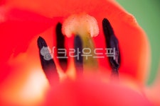 튤립, 빛, 아침, 접사, 구성, 사진,이미지,일러스트,캘리그라피 - 윤슬아작가 크라우드픽 - 저작권 걱정 없는 상업용 이미지