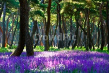 경주, 아침, 보라색, 맥문동, 황성공원, 사진,이미지,일러스트,캘리그라피 - 아리수작가 크라우드픽 - 저작권 걱정 없는 상업용 이미지