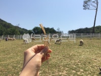 양, 목장, 지푸라기, 강원도, 양떼목장, 사진,이미지,일러스트,캘리그라피 - 포도동작가 크라우드픽 - 저작권 걱정 없는 상업용 이미지
