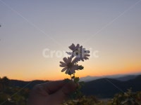 하늘, 꽃, 노을, 야경, 경치, 사진,이미지,일러스트,캘리그라피 - 김챙이작가 크라우드픽 - 저작권 걱정 없는 상업용 이미지