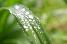 풀, 물방울, 풀잎, 자연, waterdrop, 사진,이미지,일러스트,캘리그라피 - lliilililiii작가 크라우드픽 - 저작권 걱정 없는 상업용 이미지
