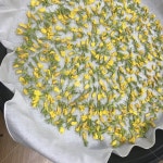 달맞이꽃차, 꽃차만들기, 달맞이꽃, 꽃차, 여름꽃, 사진,이미지,일러스트,캘리그라피 - 철랑작가 크라우드픽 - 저작권 걱정 없는 상업용 이미지