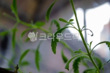 leaf, 잎, herbs, 허브, 줄기, 사진,이미지,일러스트,캘리그라피 - everfree37작가 크라우드픽 - 저작권 걱정 없는 상업용 이미지