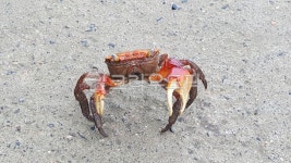 꽃게, 크랩, crab, sea, 바다, 사진,이미지,일러스트,캘리그라피 - viner작가 크라우드픽 - 저작권 걱정 없는 상업용 이미지