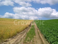 길, 농로, 밭, 논밭, 시골, 사진,이미지,일러스트,캘리그라피 - 프리이미지작가 크라우드픽 - 저작권 걱정 없는 상업용 이미지
