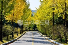 road, 도로, asphalt, 아스팔트, 국립대전현충원, 사진,이미지,일러스트,캘리그라피 - 영산공작가 크라우드픽 - 저작권 걱정 없는 상업용 이미지