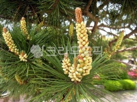 소나무꽃, 꽃, 해송, 송화, 해송의꽃, 사진,이미지,일러스트,캘리그라피 - ji ho작가 크라우드픽 - 저작권 걱정 없는 상업용 이미지