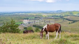 제주, 제주도, 오름, 용눈이, 용눈이오름, 사진,이미지,일러스트,캘리그라피 - 인추라기작가 크라우드픽 - 저작권 걱정 없는 상업용 이미지