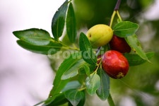 대추, 대추나무, 건강식품, 대추차, jujube, 사진,이미지,일러스트,캘리그라피 - space작가 크라우드픽 - 저작권 걱정 없는 상업용 이미지
