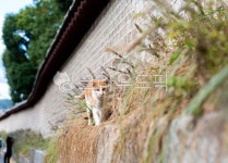 고양이, 길냥이, 가을, 감성, 동물, 사진,이미지,일러스트,캘리그라피 - 봉일시장꿀주먹작가 크라우드픽 - 저작권 걱정 없는 상업용 이미지