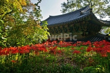 꽃무릇, 석산, redspiderlily, 길상사, 가을, 사진,이미지,일러스트,캘리그라피 - Deep bLUE작가 크라우드픽 - 저작권 걱정 없는 상업용... 