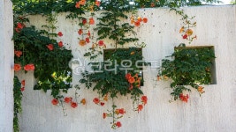 plant, 식물, 꽃, 콘크리트벽, 창문, 사진,이미지,일러스트,캘리그라피 - 천지창조작가 크라우드픽 - 저작권 걱정 없는 상업용 이미지