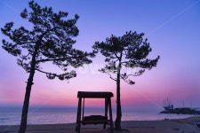 정동진, 소나무, 흔들그네, 바다, 색감, 사진,이미지,일러스트,캘리그라피 - toyshutter작가 크라우드픽 - 저작권 걱정 없는 상업용 이미지