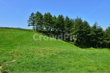 대관령, 양떼목장, 대관령양떼목장, grassland, 목초지, 사진,이미지,일러스트,캘리그라피 - 영산공작가 크라우드픽 - 저작권 걱정 없는 상업용... 