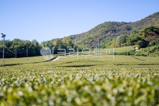 녹차밭, 차밭, 자연, 다원, 농장, 사진,이미지,일러스트,캘리그라피 - 취미사진가 나라작가 크라우드픽 - 저작권 걱정 없는 상업용 이미지