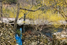 산수유, 현천마을, 산수유마을, 마을풍경, 나무, 사진,이미지,일러스트,캘리그라피 - leekom작가 크라우드픽 - 저작권 걱정 없는 상업용 이미지