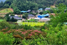 outdoors, 옥외, nature, 자연, 영광불갑면회산마을배롱나무, 사진,이미지,일러스트,캘리그라피 - 영산공작가 크라우드픽 - 저작권 걱정 없는... 