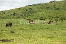 용눈이오름, 말, 제주도, 화산, 언덕, 사진,이미지,일러스트,캘리그라피 - Lupin작가 크라우드픽 - 저작권 걱정 없는 상업용 이미지