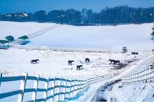 눈, 설원, 목장, 원당종마목장, 겨울, 사진,이미지,일러스트,캘리그라피 - 메추리알작가 크라우드픽 - 저작권 걱정 없는 상업용 이미지