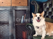 강아지, 개, 멍멍이, 웰시코기, 행복, 사진,이미지,일러스트,캘리그라피 - cutibboy작가 크라우드픽 - 저작권 걱정 없는 상업용 이미지