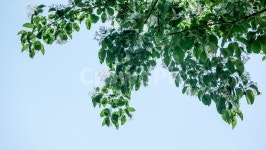 이팝나무, 느티나무, 이팝나무꽃, 조팝나무, 숲, 사진,이미지,일러스트,캘리그라피 - 레드썬작가 크라우드픽 - 저작권 걱정 없는 상업용 이미지