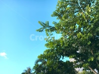 푸른하늘, 하늘, 초록, 나무, 나뭇잎, 사진,이미지,일러스트,캘리그라피 - 감빠작가 크라우드픽 - 저작권 걱정 없는 상업용 이미지