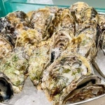 해물, 해산물, 굴, 생굴, 각굴, 사진,이미지,일러스트,캘리그라피 - BUSAN OPPA작가 크라우드픽 - 저작권 걱정 없는 상업용 이미지