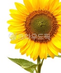 해바라기, 해바라기그림, 해바라기꽃, 해바라기액자, flower, 사진,이미지,일러스트,캘리그라피 - 케이포토작가 크라우드픽 - 저작권 걱정 없는... 